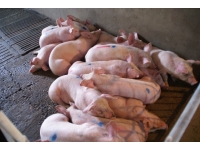 Wpływ temperatury otoczenia na produkcyjność świń