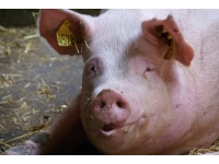 Zmysły u świń i ich rola w procesach poznawczych 