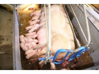 Podstawowe założenia duńskiego systemu żywienia świń