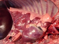 Mykoplazmoza płucna u świń