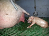 Hormony stosowane w rozrodzie świń