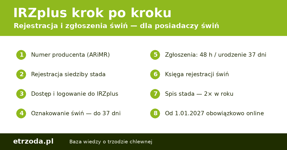 IRZplus krok po kroku — rejestracja i zgłoszenia świń dla posiadaczy świń