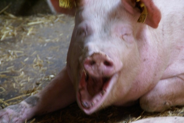 Pogłowie świń według stanu w czerwcu 2016 r.