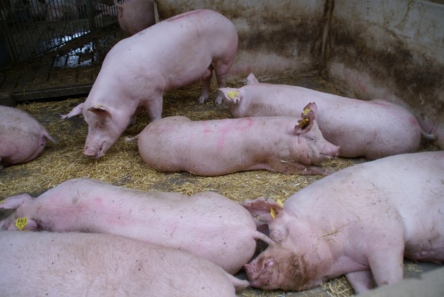 Pogłowie świń według stanu w marcu 2016 roku 
