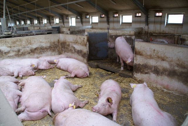Pogłowie świń według stanu w marcu 2017 roku