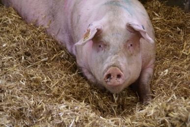 Pogłowie świń według stanu w grudniu 2014 roku