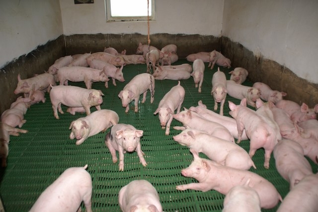 Wzrost pogłowia świń w Polsce