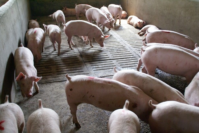 Pomoc dla producentów świń - już można składać wnioski