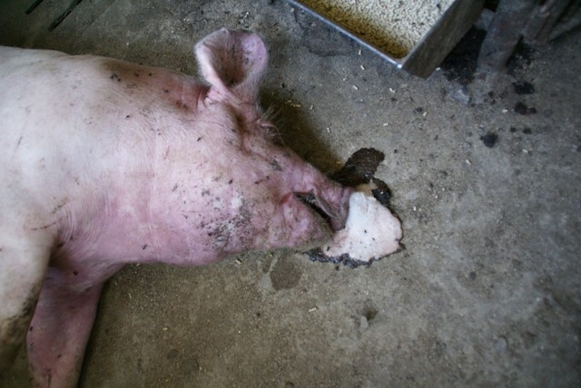 Afrykański pomór świń - informacje o chorobie