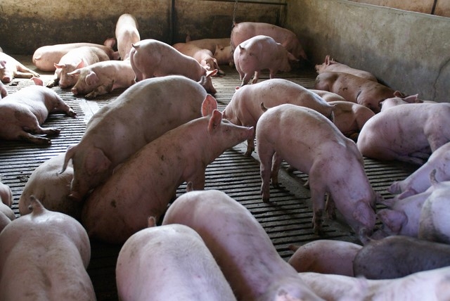 Notowania -Niewielkie spadki na rynku świń