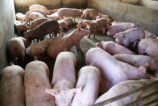 Powiatowy inspektor weterynarii wydał zakaz wprowadzania do obrotu około 300 sztuk świń wyprodukowanych pod Olesnem (woj. opolskie) .