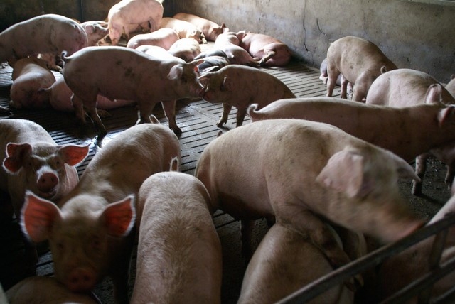 Pogłowie świń według stanu w czerwcu 2015 roku 