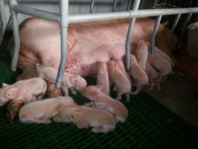 Odpowiedź GLW na pismo KZP-PTCH w sprawie epidemicznej biegunki świń