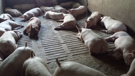 Wpływ temperatury otoczenia na produkcyjność świń