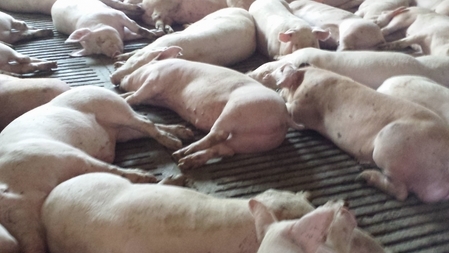 Notowania - trzeci tydzień spadków na rynku świń