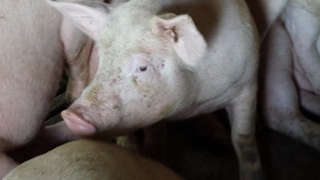 Notowania – na rynku świń spadków ciąg dalszy