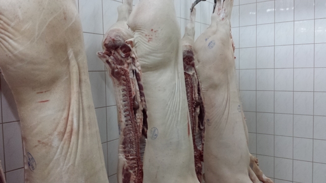  Zniesiony zakaz wwozu żywych świń i wieprzowiny z Polski na Ukrainę