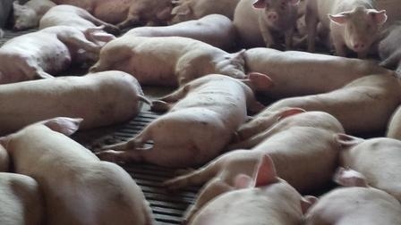 Notowania -spadki na rynku świń