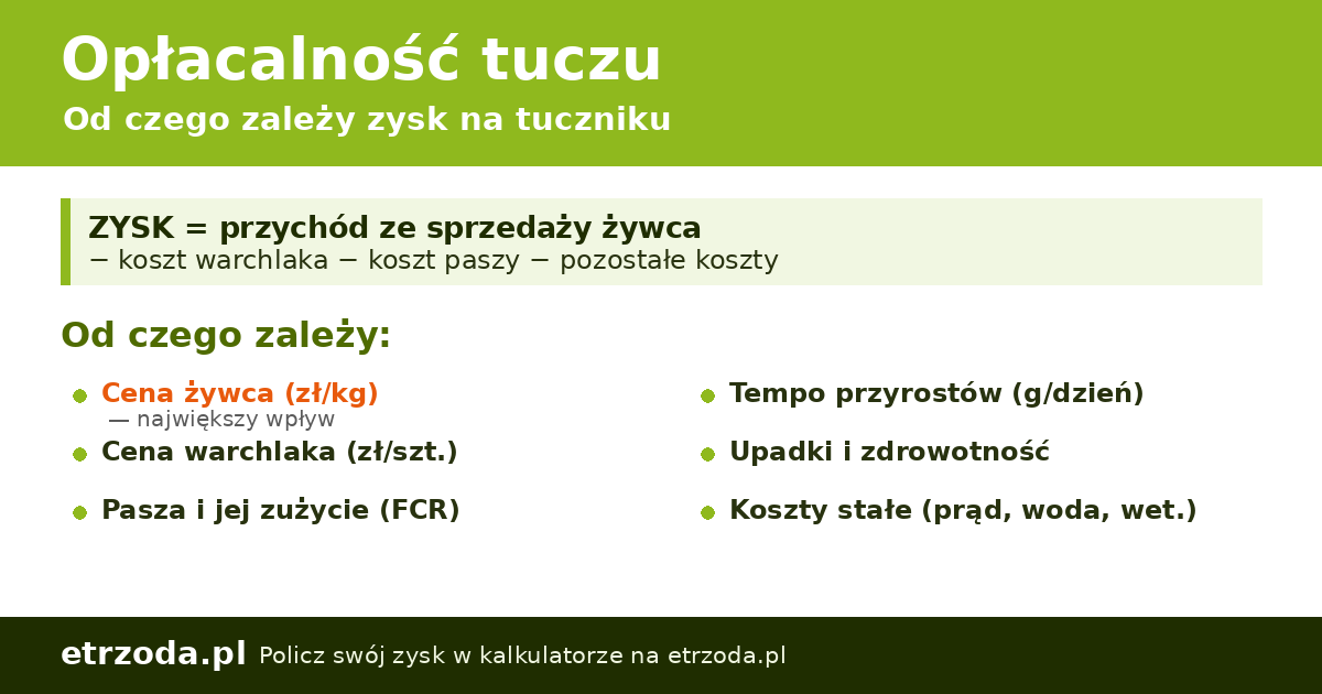 Opłacalność tuczu świń — od czego zależy zysk na tuczniku